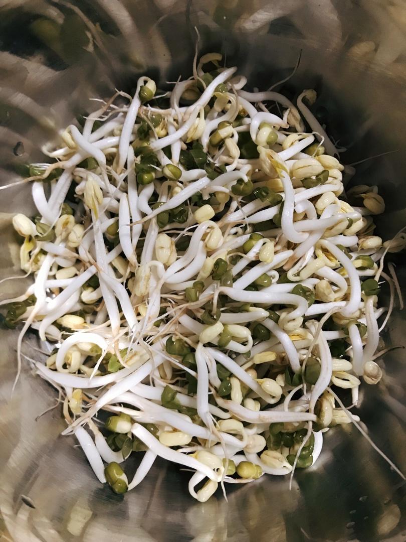 自发绿豆芽/自生豆芽/自制豆芽