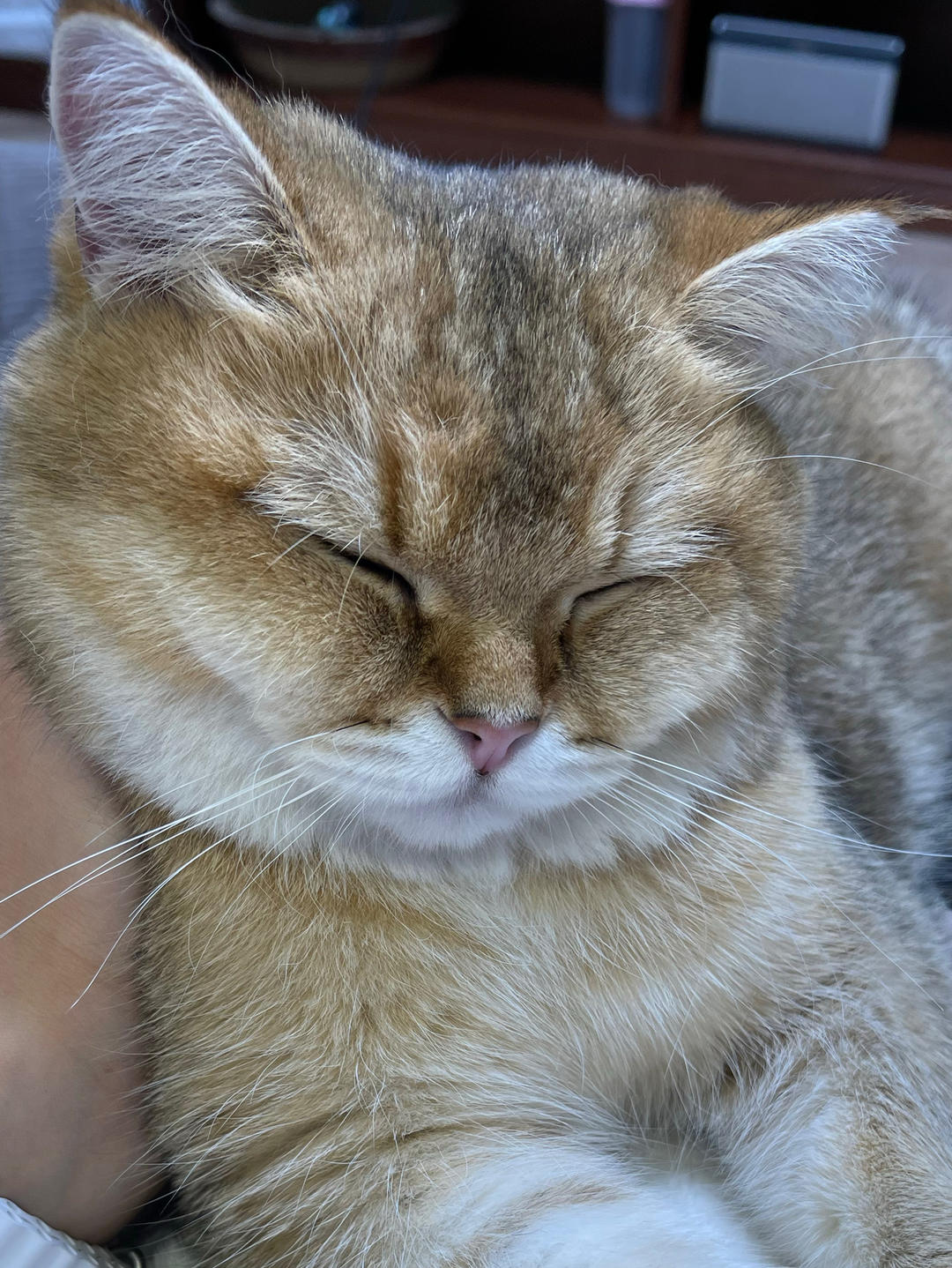 取什么名字好呢呀