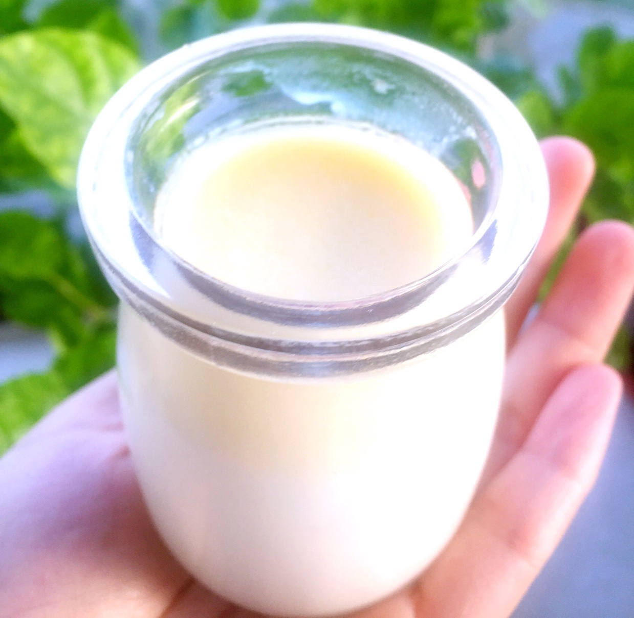 小嶋老师的茉莉奶冻