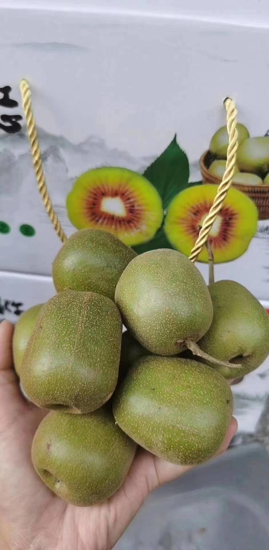 秋季应季水果猕猴桃