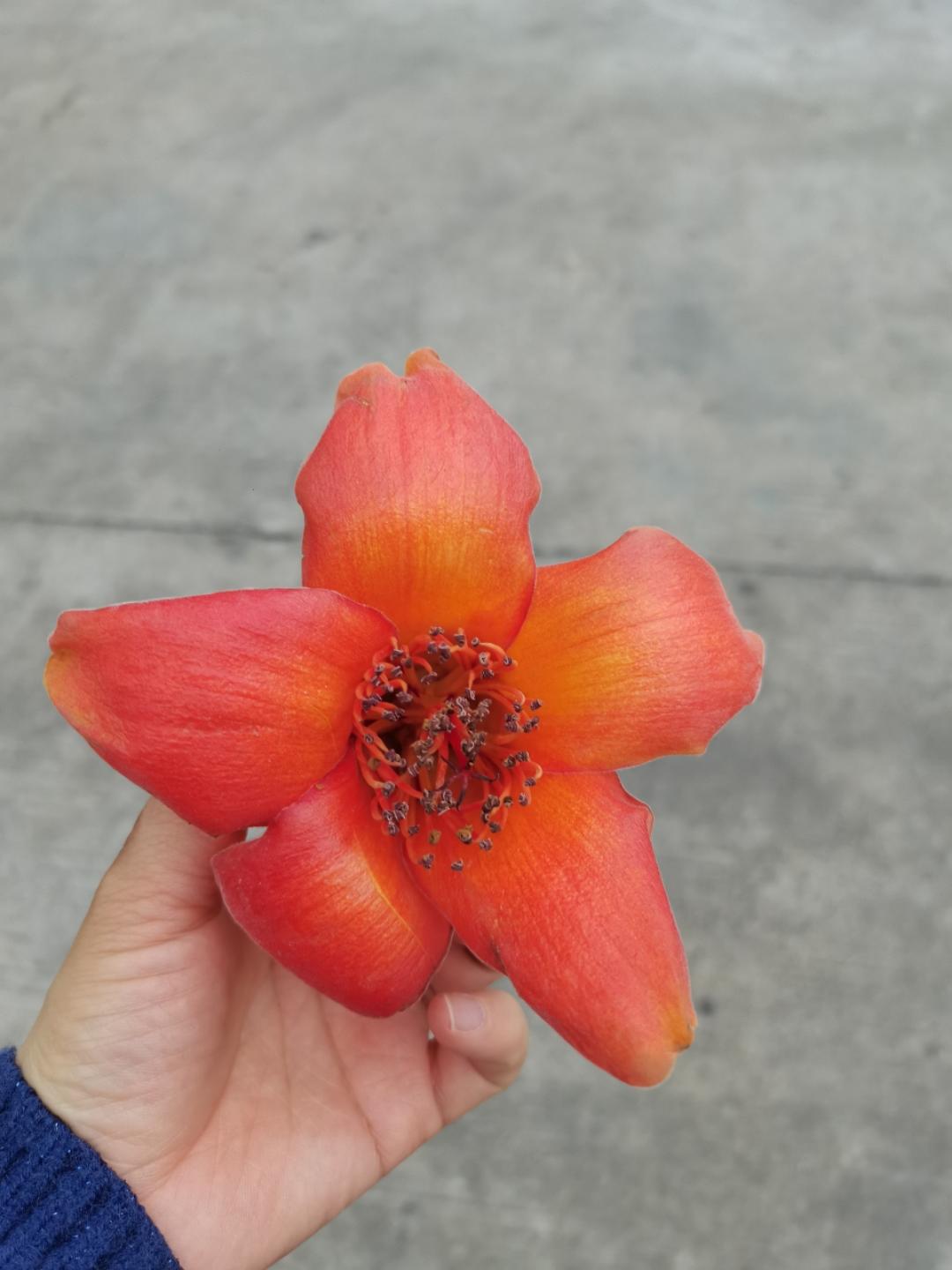 沉迷早餐的老妈子R