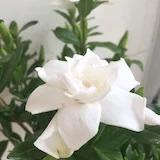 留大厨