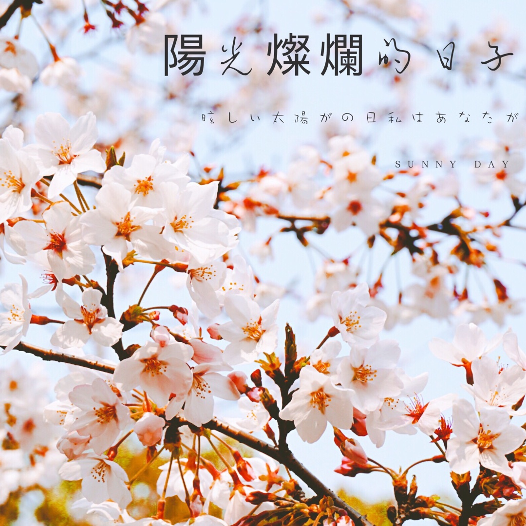 顾小喵喵