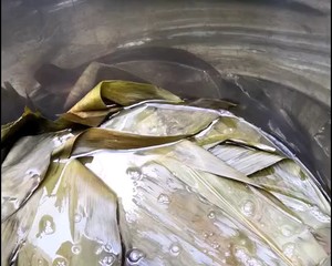 卖了过万条的大黄米肉粽