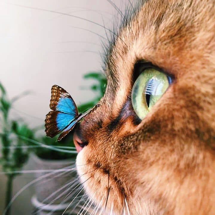 有竹斋