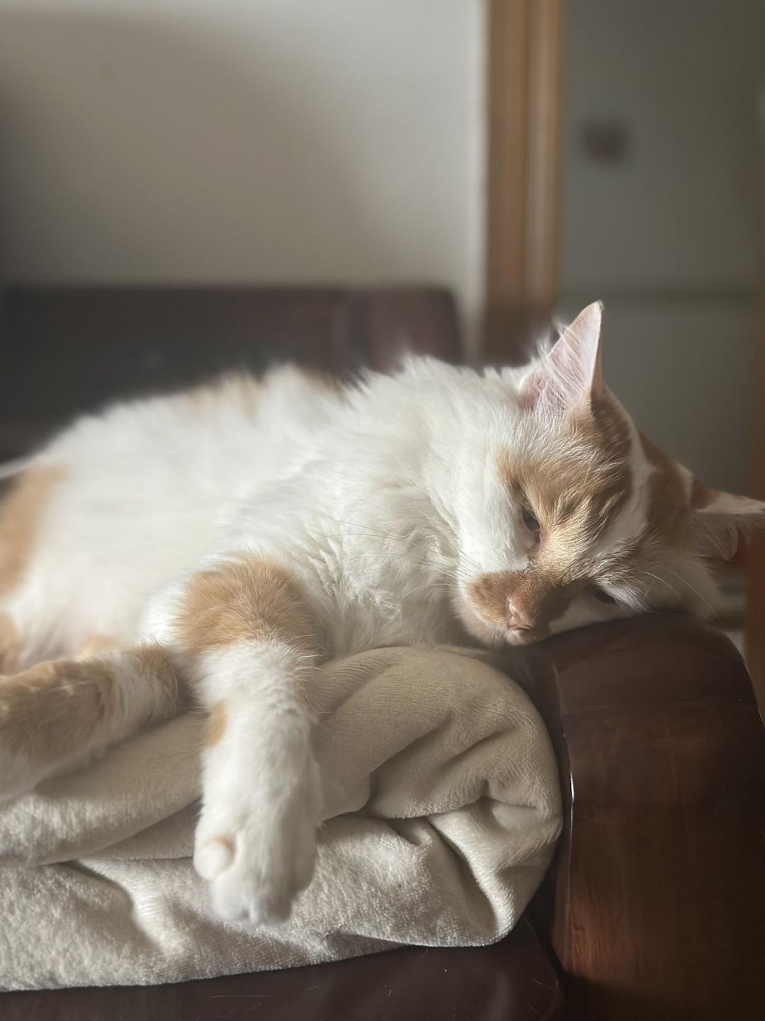 猪哥学做美食