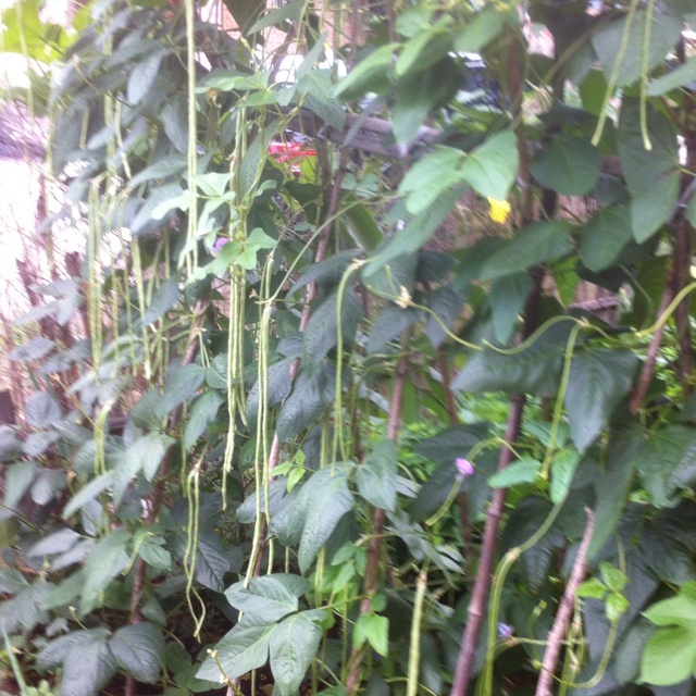 午餐•2014年7月9日