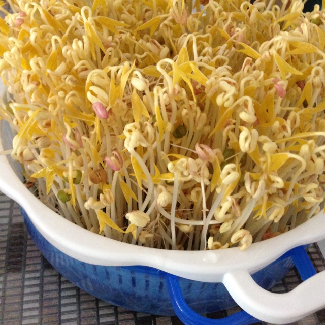自发綠豆芽