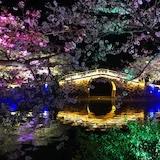 朵朵珍妮花