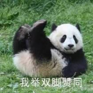 大熊猫举双脚