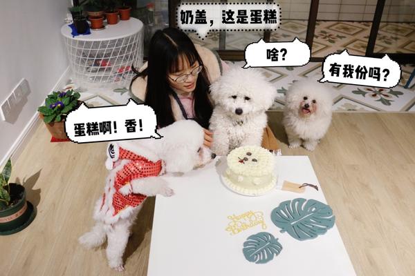 【宠物】狗狗生日蛋糕附芝士饼干