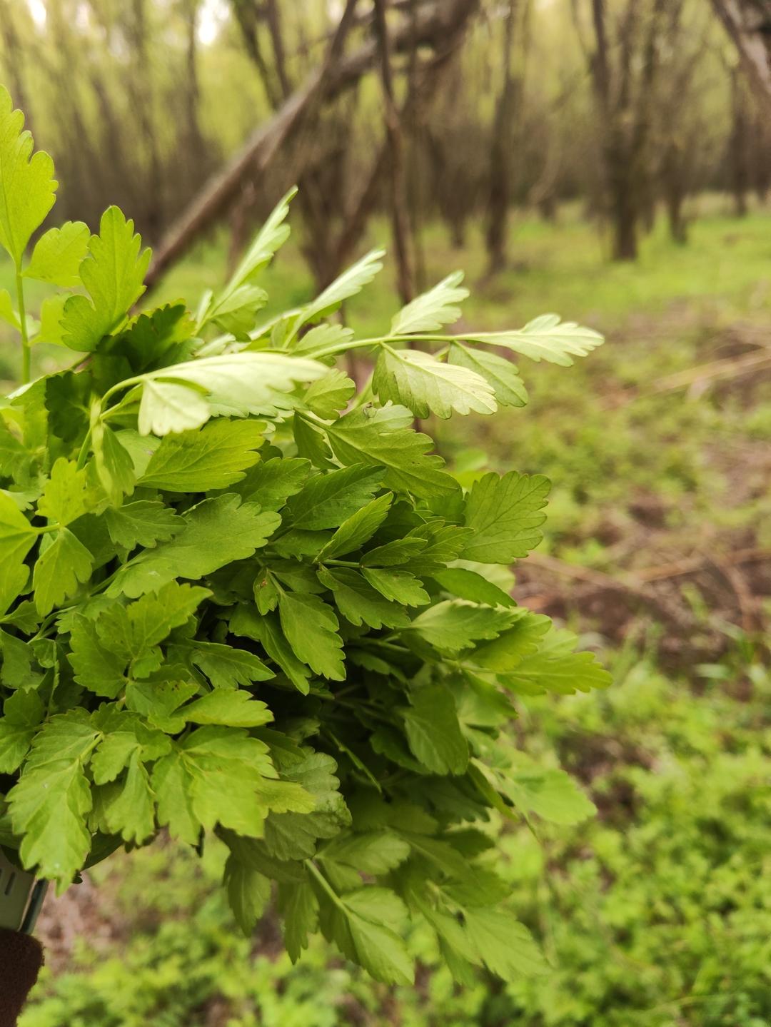 芹菜猪肉水饺，超好吃