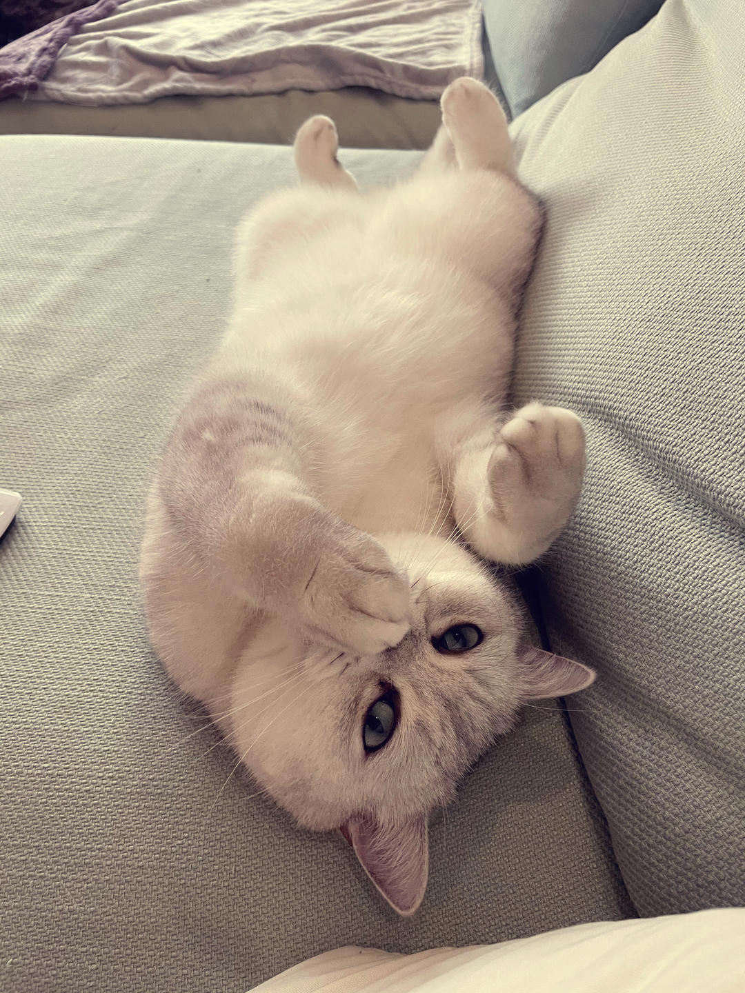 朱利欧与张山姆