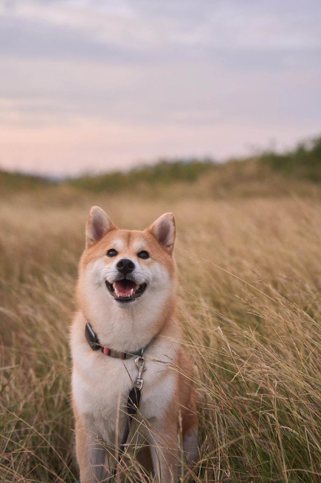 吃十二个蛋挞的女孩