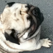 罗文也好想嗦粉