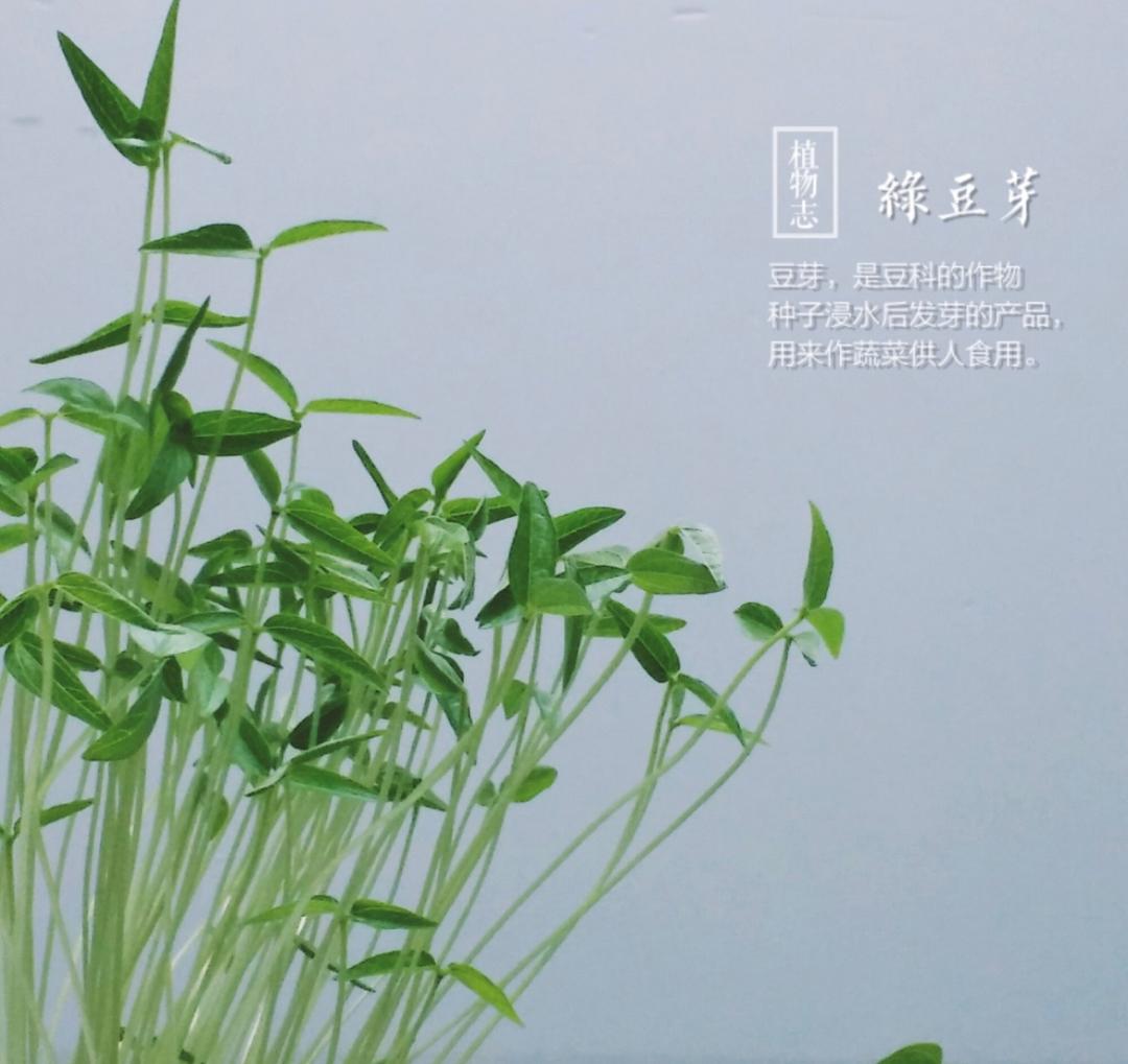 清真版家常炒豆芽