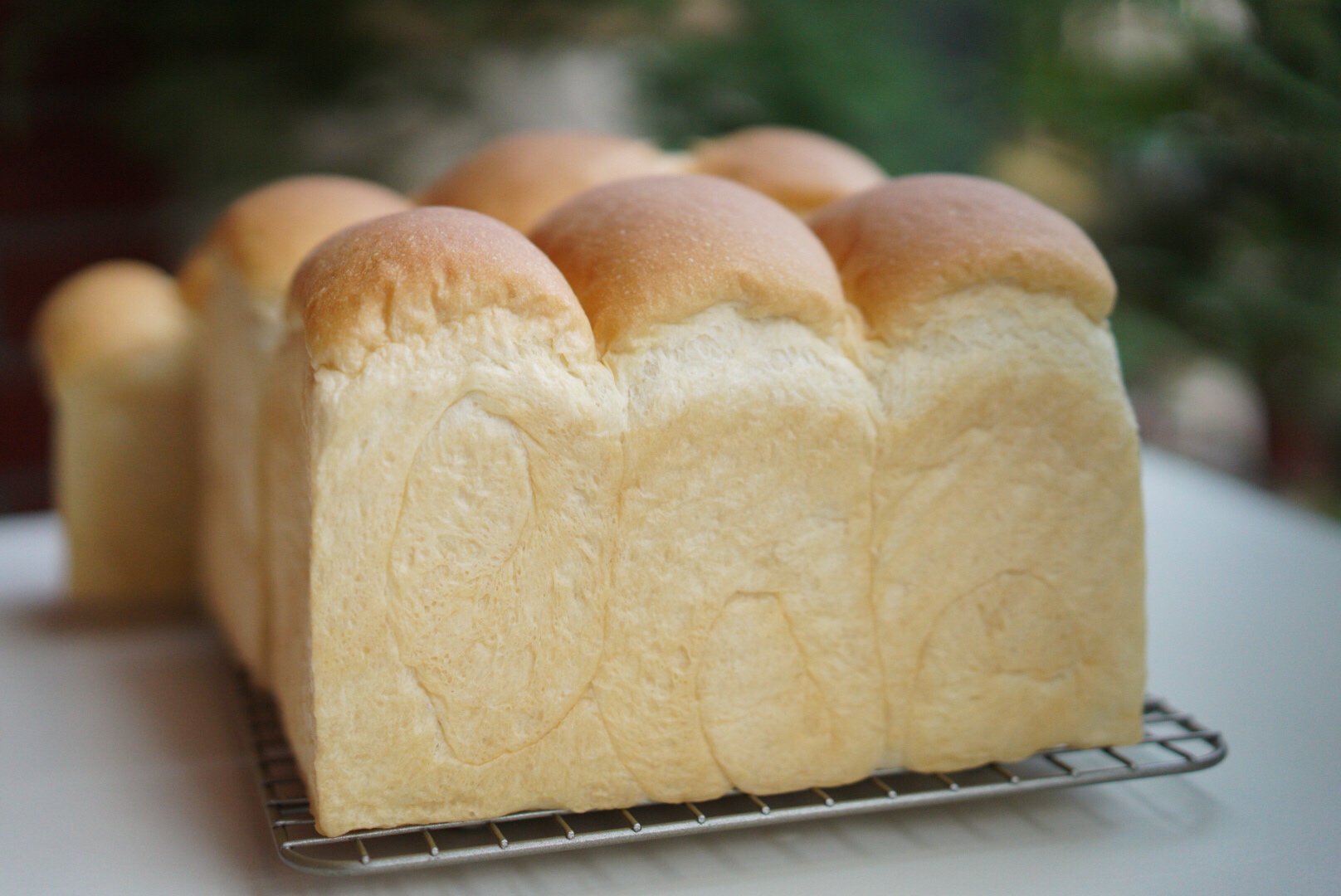 拯救发酵过头的面包面团之—老面北海道吐司的做法