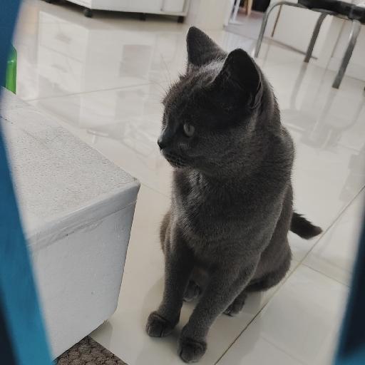 牛牛可爱