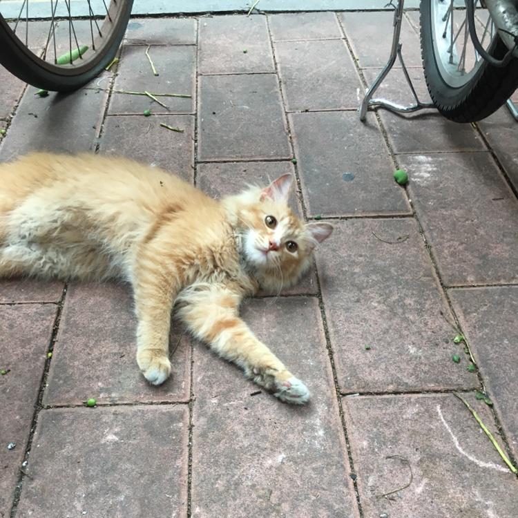 呐啵个小正太的厨房