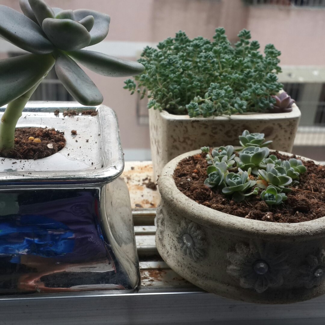 厨房种香草（tips大汇总…缓慢更新）