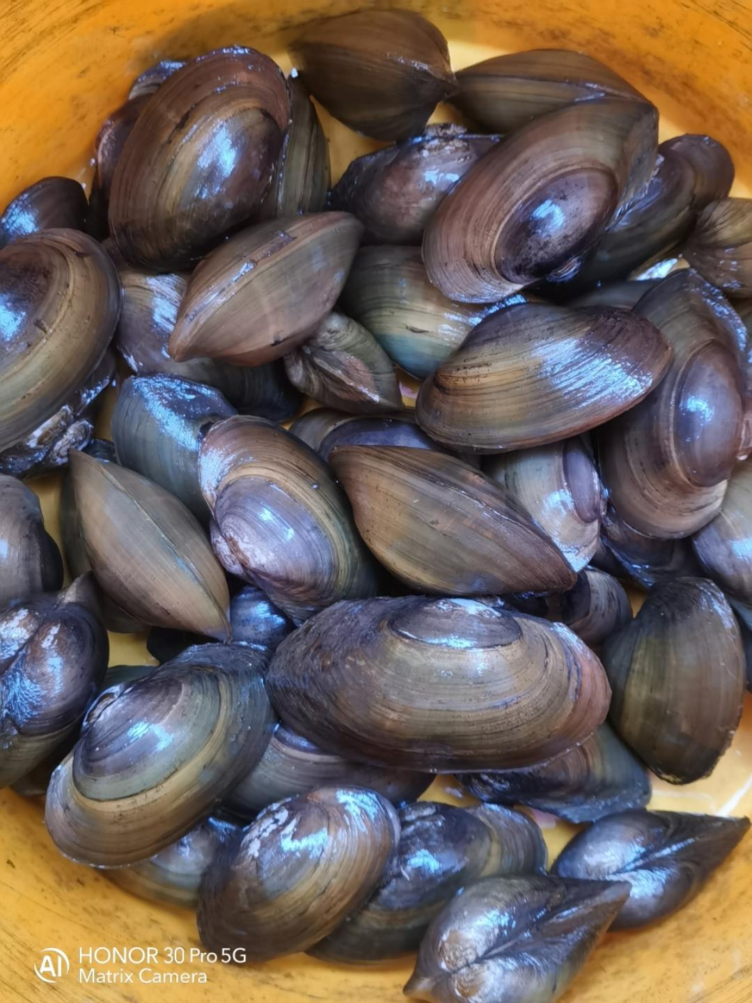 最时令的美味——蒜蓉河蚌