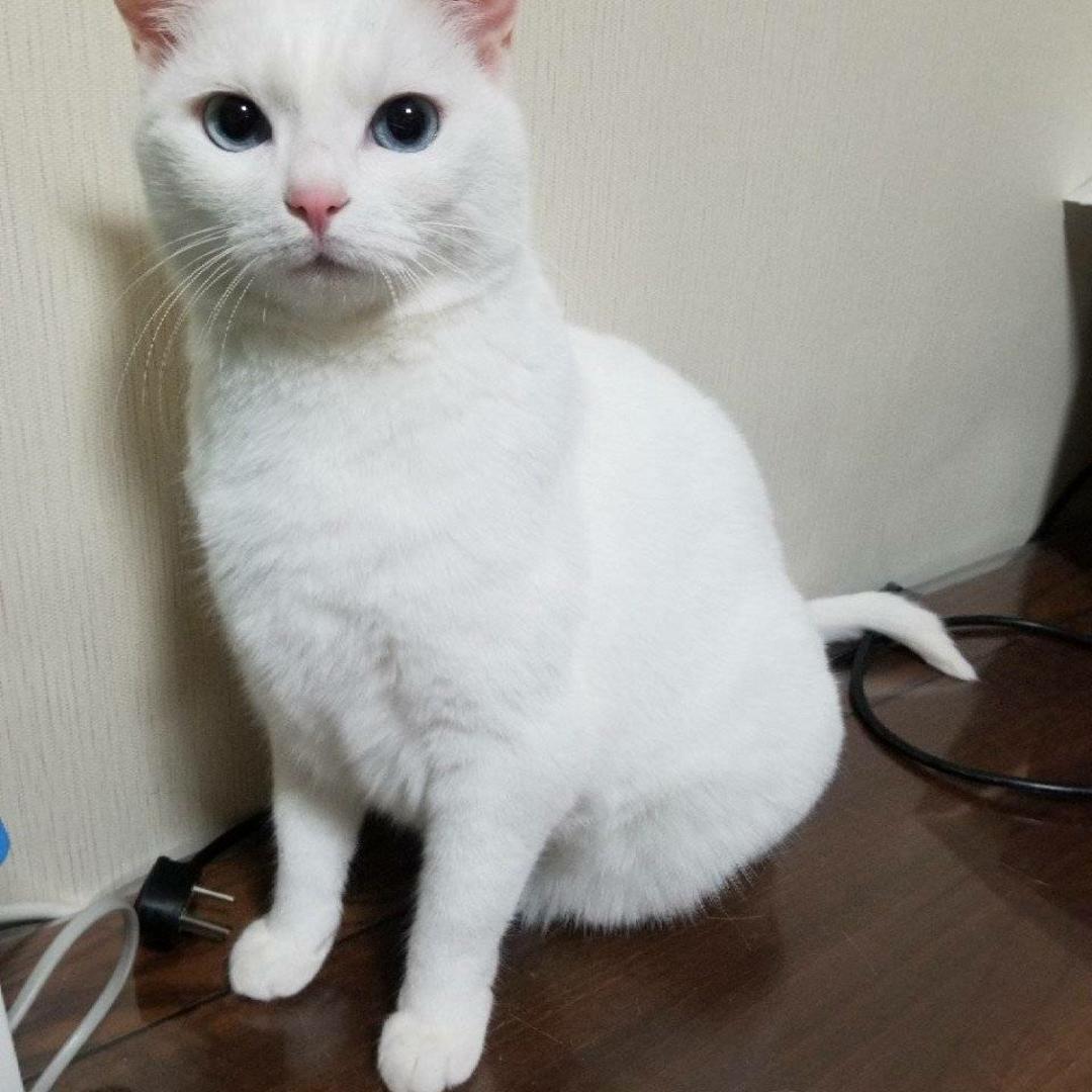 王鸡蛋