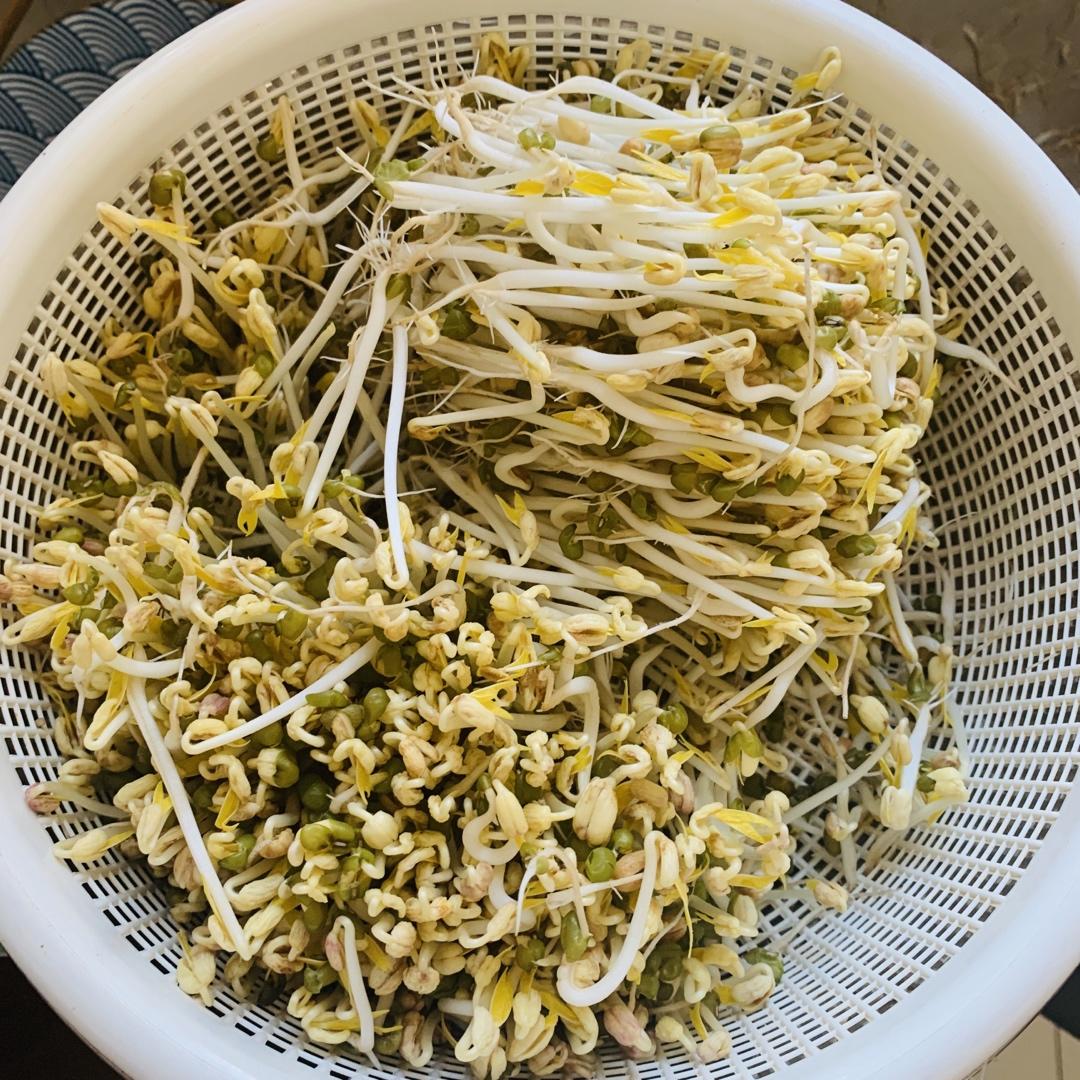 沥水篮发豆芽