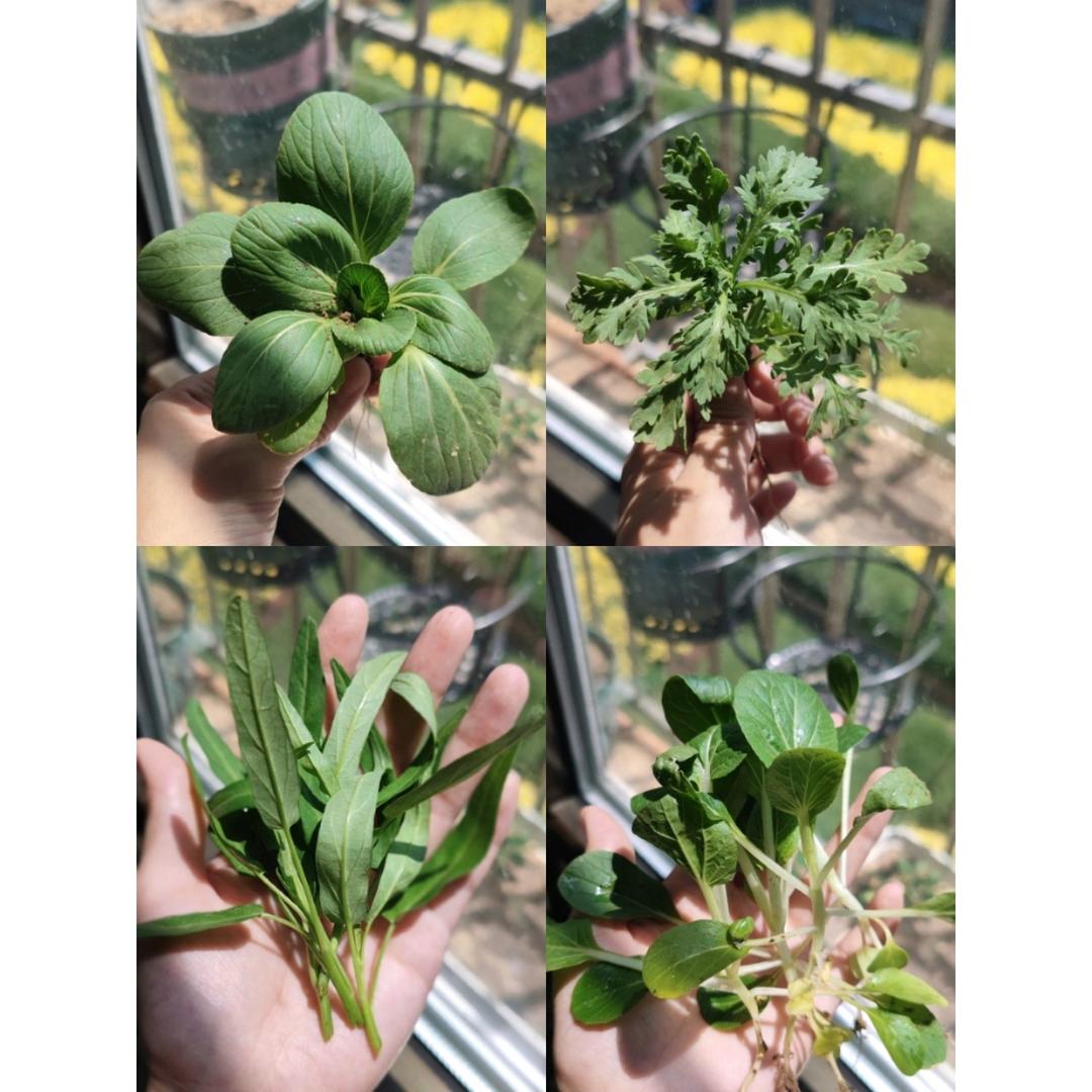 瓜果蔬菜养成记