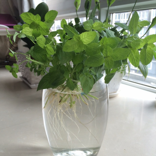 薄荷集