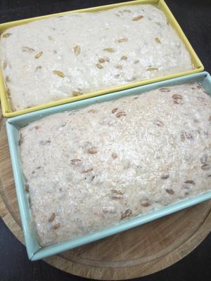 天然酵种100%斯佩尔特＆卡姆小麦（spelt＆kamut）快手面包的做法 步骤4