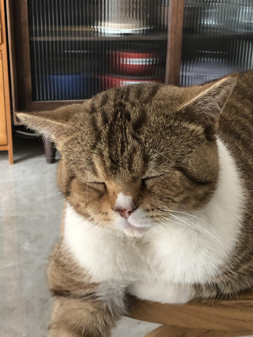 被猫养