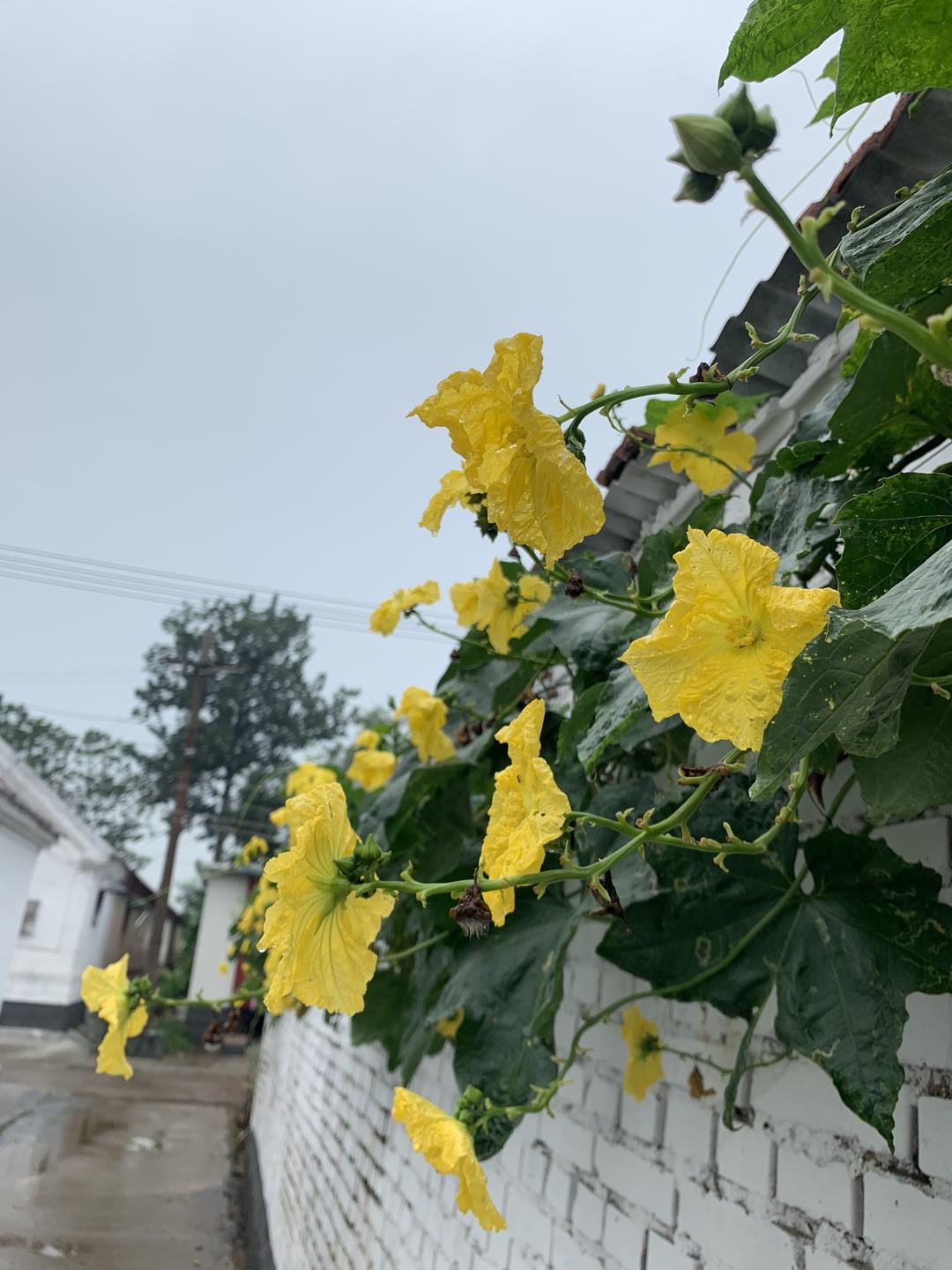 晨起采丝瓜花正当时