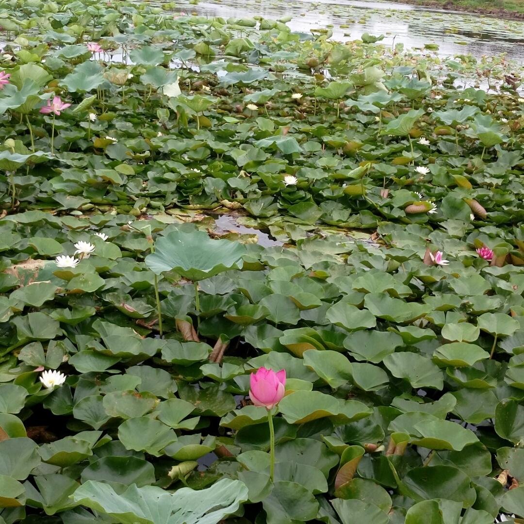 一水森林