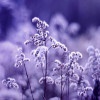 紫晶雪-1
