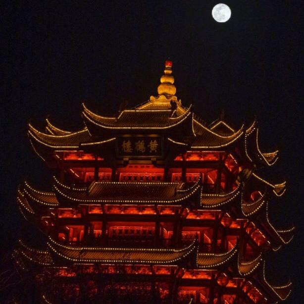 不愿接电话的黑猩猩