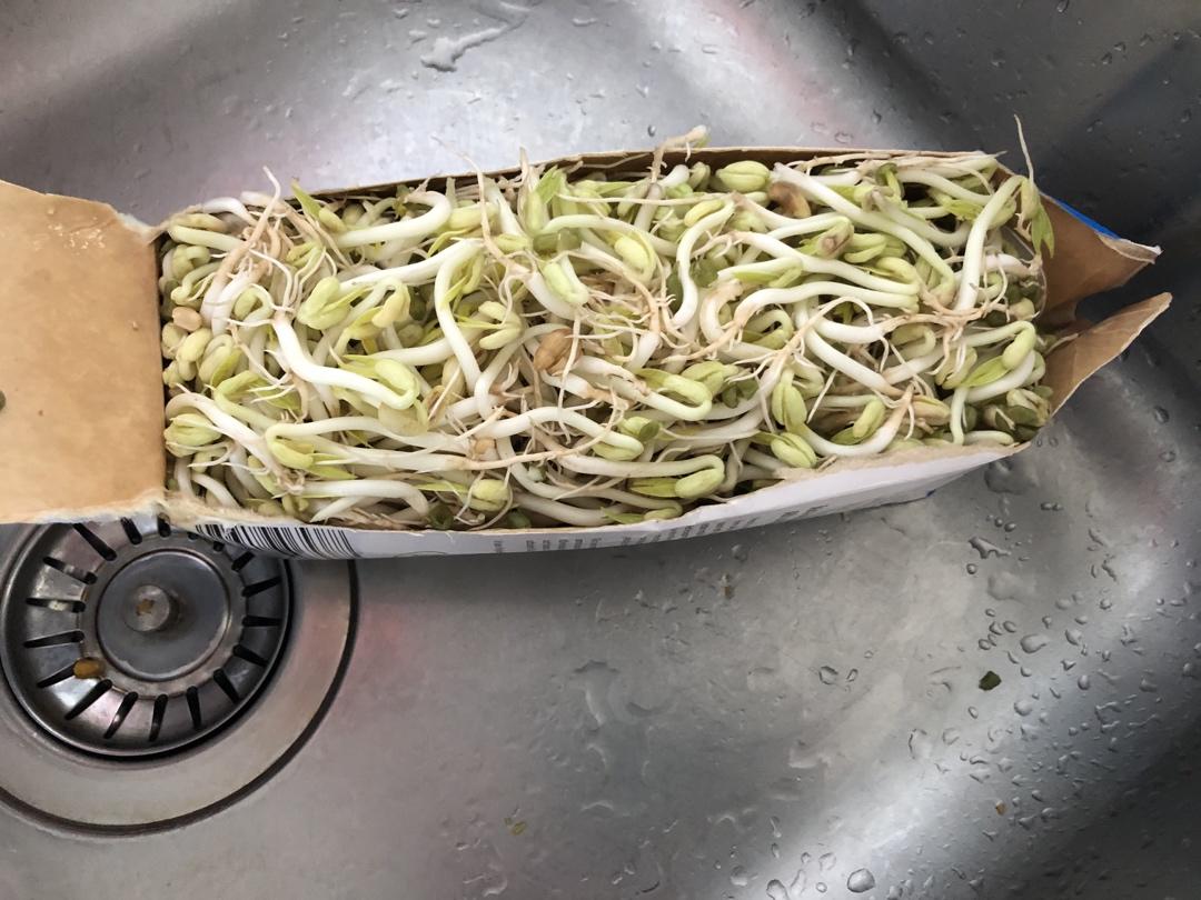 牛奶盒发豆芽|废物利用真方便