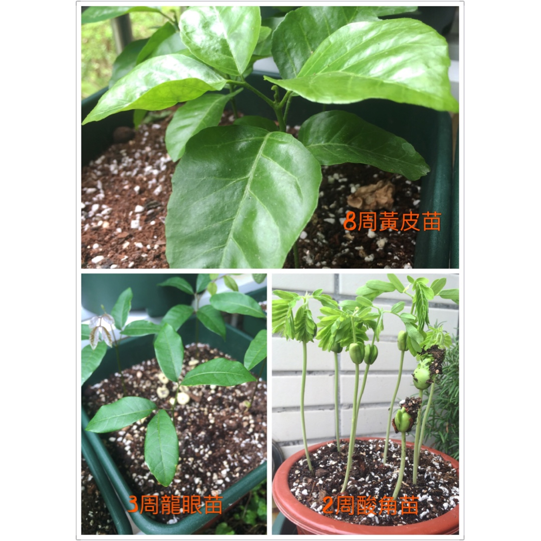 Lisa 香草種植記