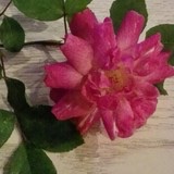 麻花6821