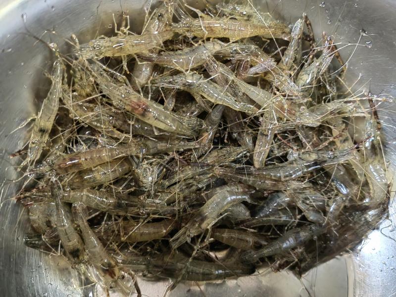 【步骤图】盐水河虾的做法_盐水河虾的做法步骤_快手菜_下厨房
