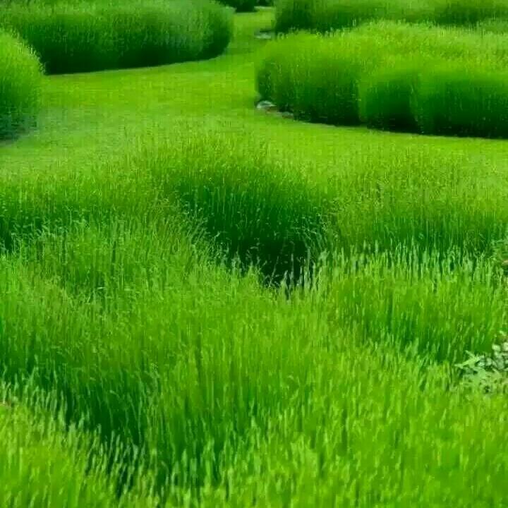 杨爱童