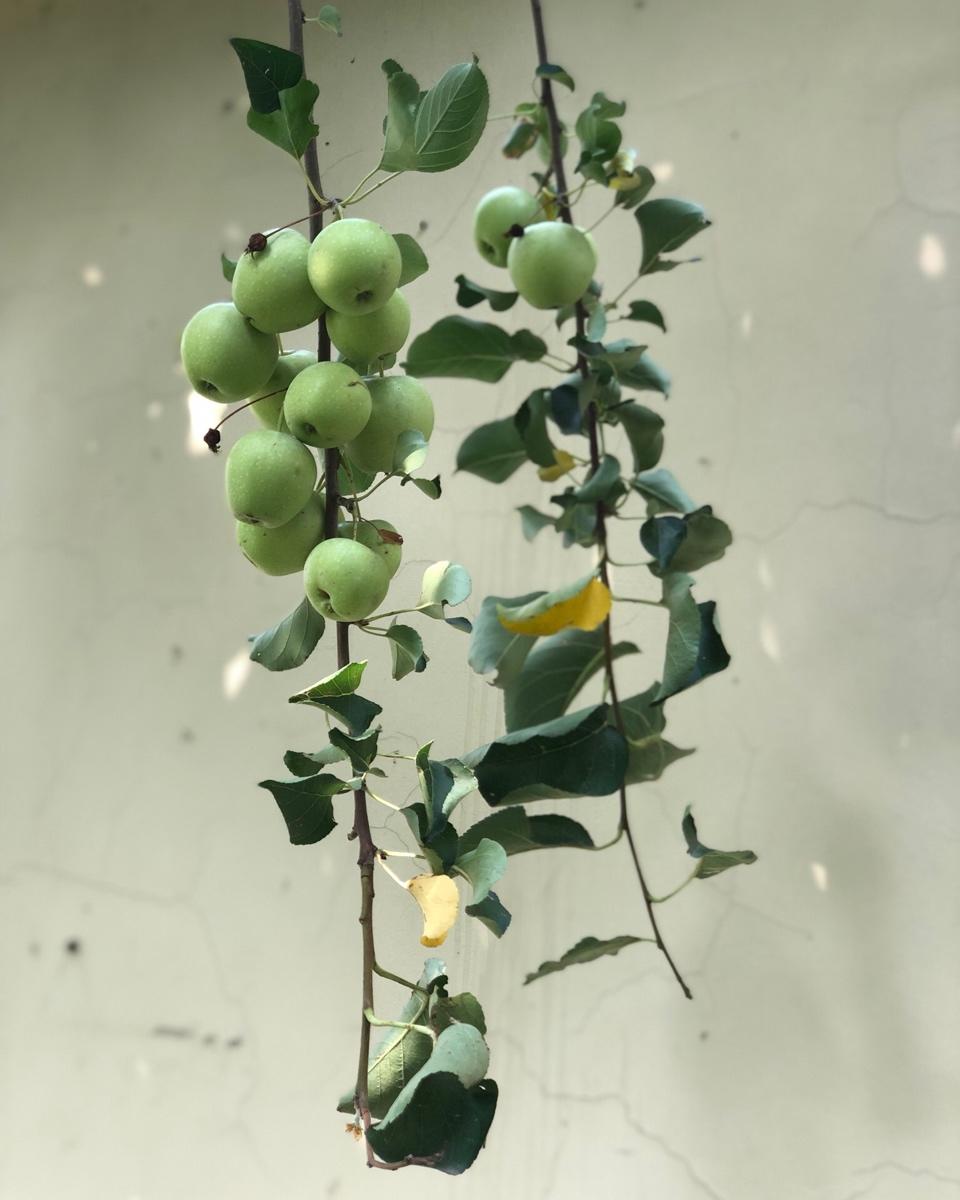 在自家院子里种菜