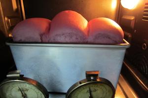玩转面团——紫薯吐司（70%冷藏中种法）的做法 步骤8