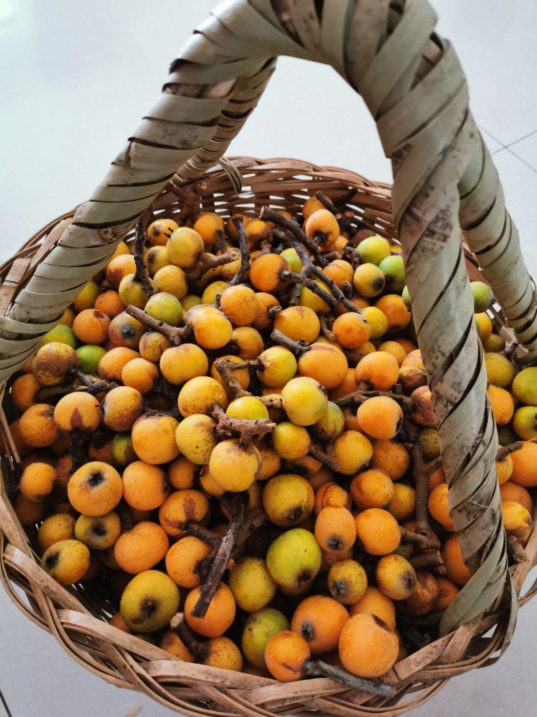 蜜炼川贝枇杷膏