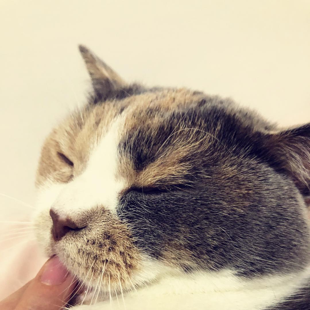 熊掌摸鱼