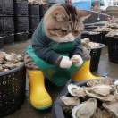 肥猫肥腾腾