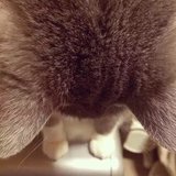 阿v的猫咪