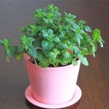 我爱美食yy