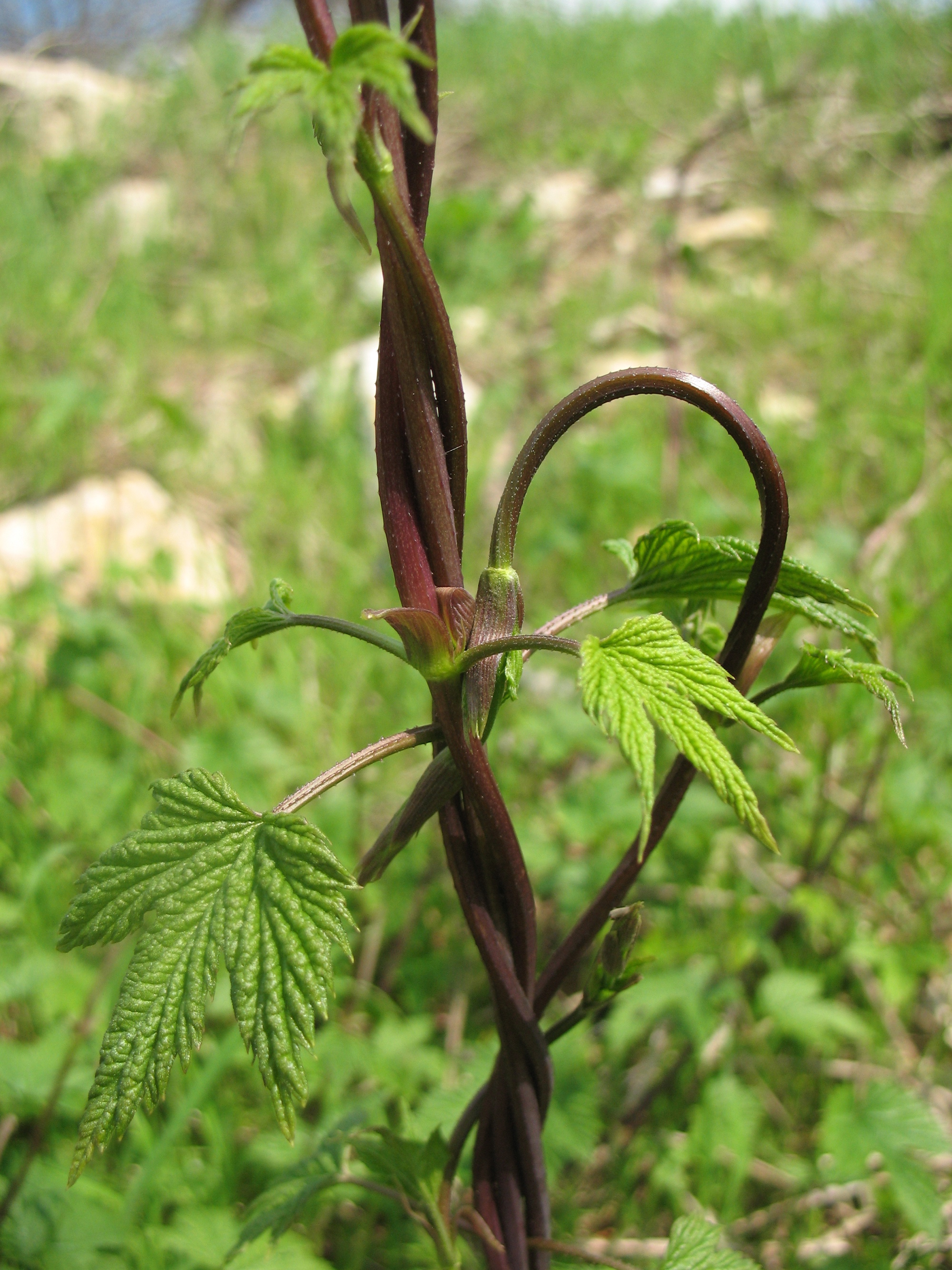 山中野菜刺顶的做法