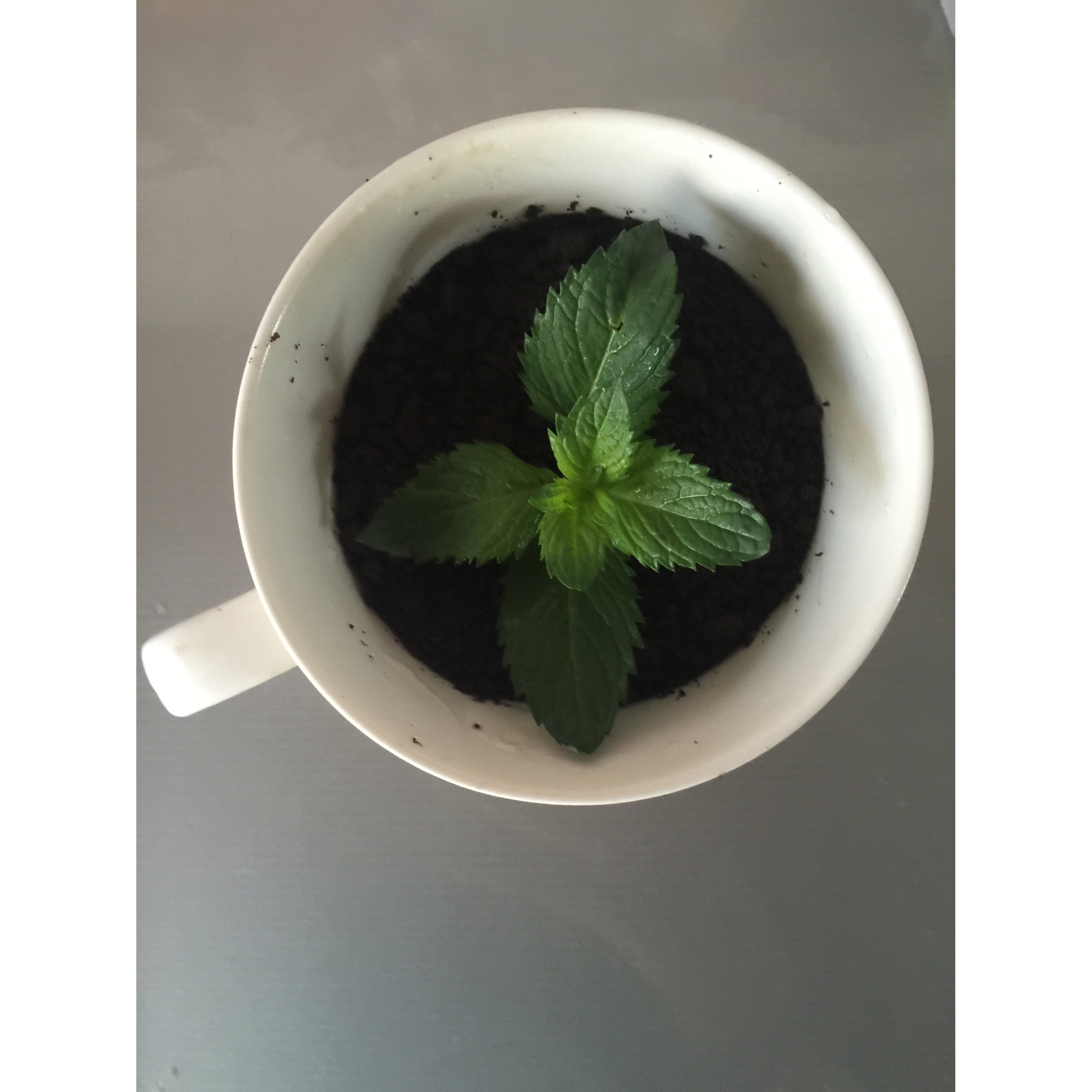 盆栽酸奶