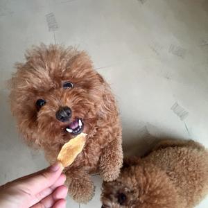 自制狗狗零食-鸡肉干 牛肉干 磨牙棒 狗粮的做法 步骤7